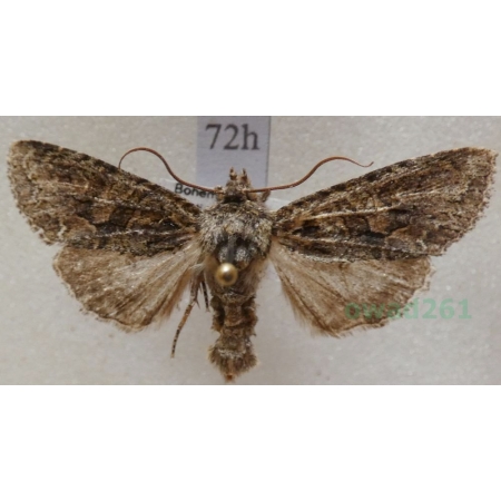 Dryobotodes eremita (Fabricius, 1775) Czech72h